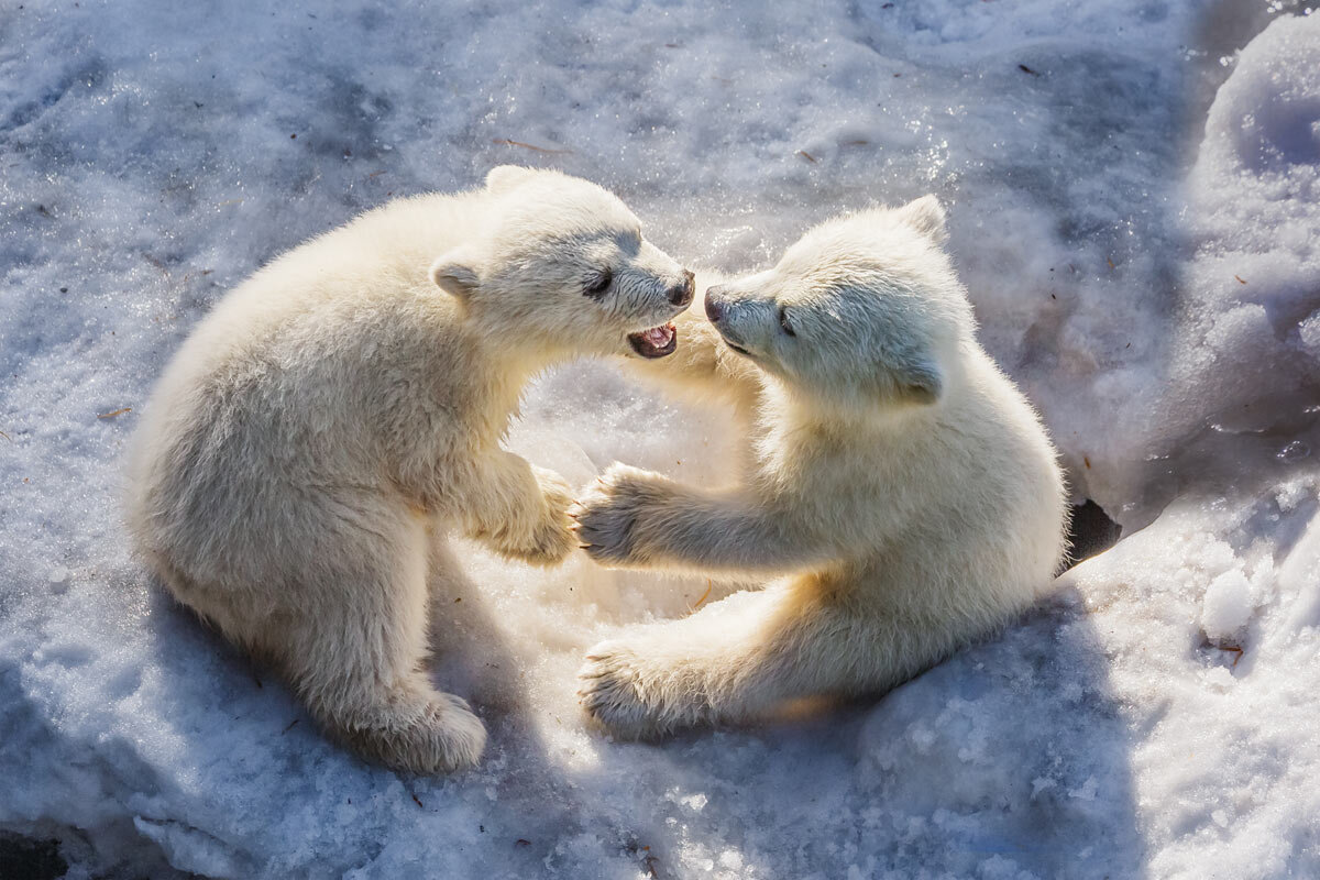 Белый медведь - SanSan 