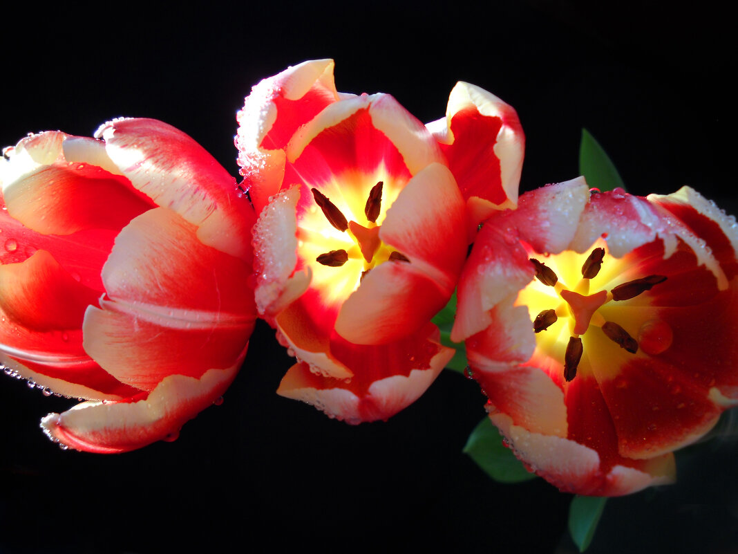 Тюльпаны - Victoria 