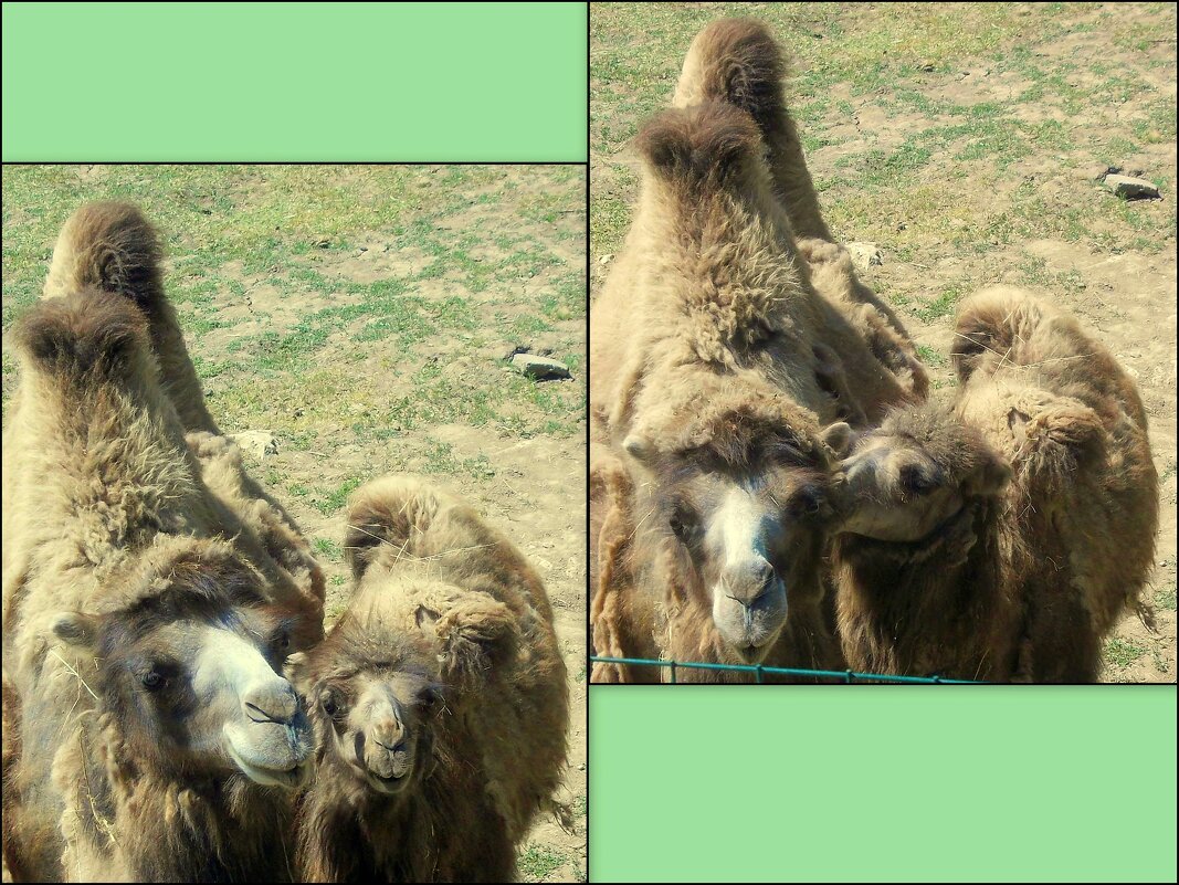 В ростовском зоопарке - Нина Бутко