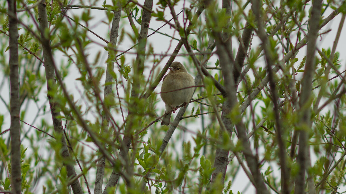 Female Chaffinch | 3 - Sergey Sonvar