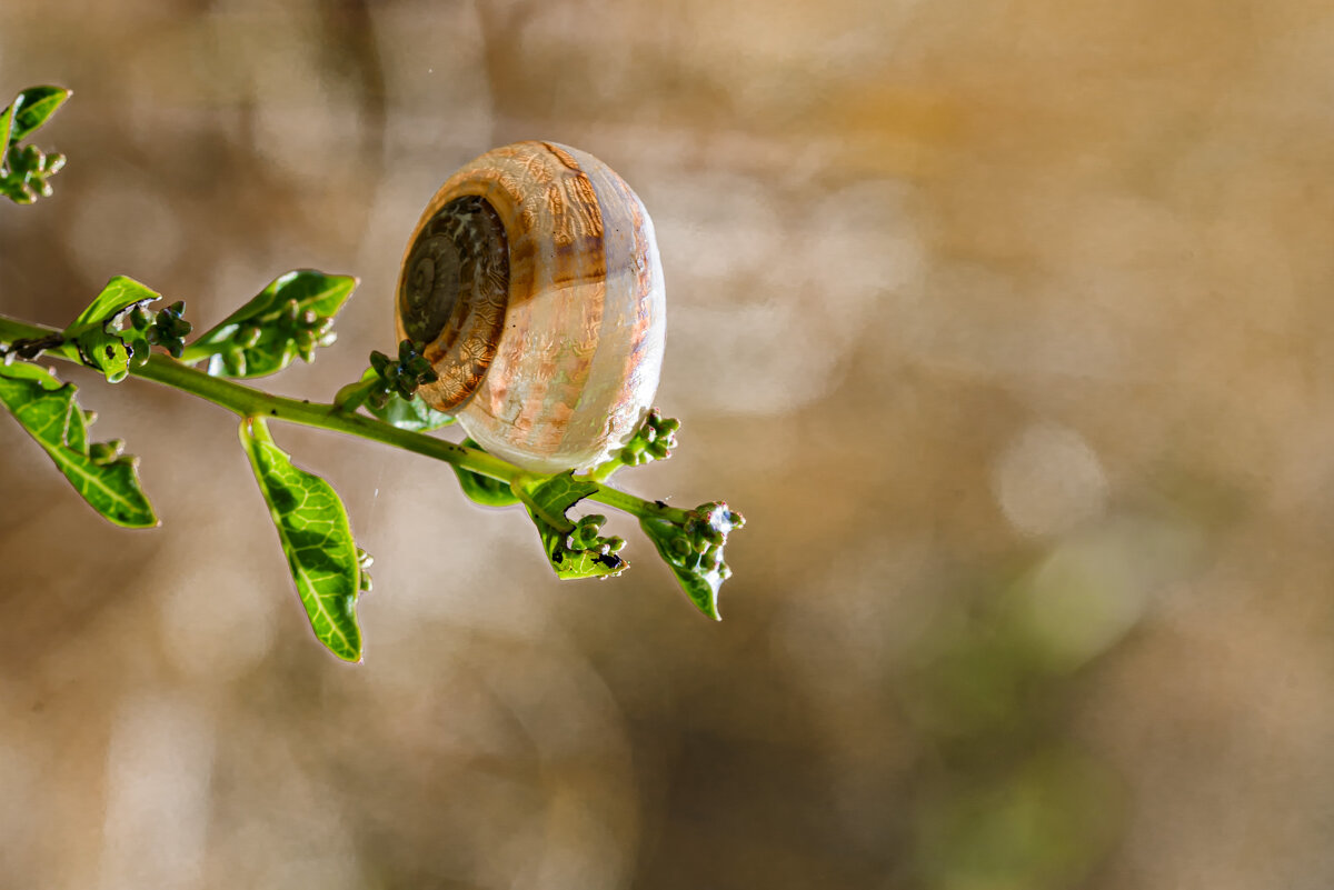 * - Осень * - Осень