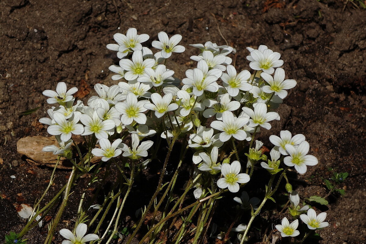 Камнеломка - Рита Симонова