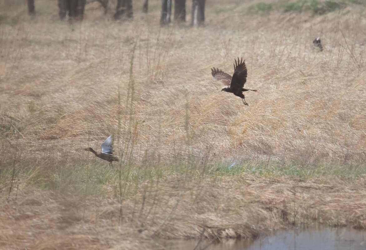 Охотится лунь... - Владилен Панченко Охотится лунь... - Владилен Панченко