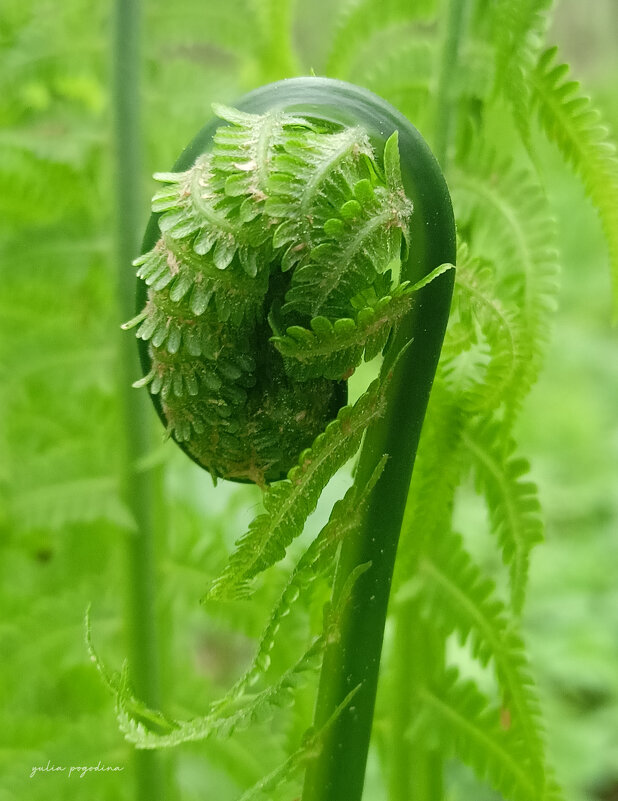 Весенний лес - Юлия Погодина Весенний лес - Юлия Погодина