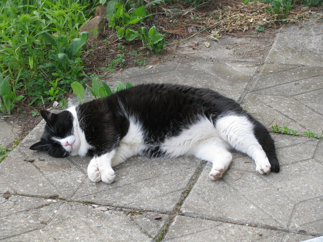 Умаялся от жары - Людмила Смородинская Умаялся от жары - Людмила Смородинская