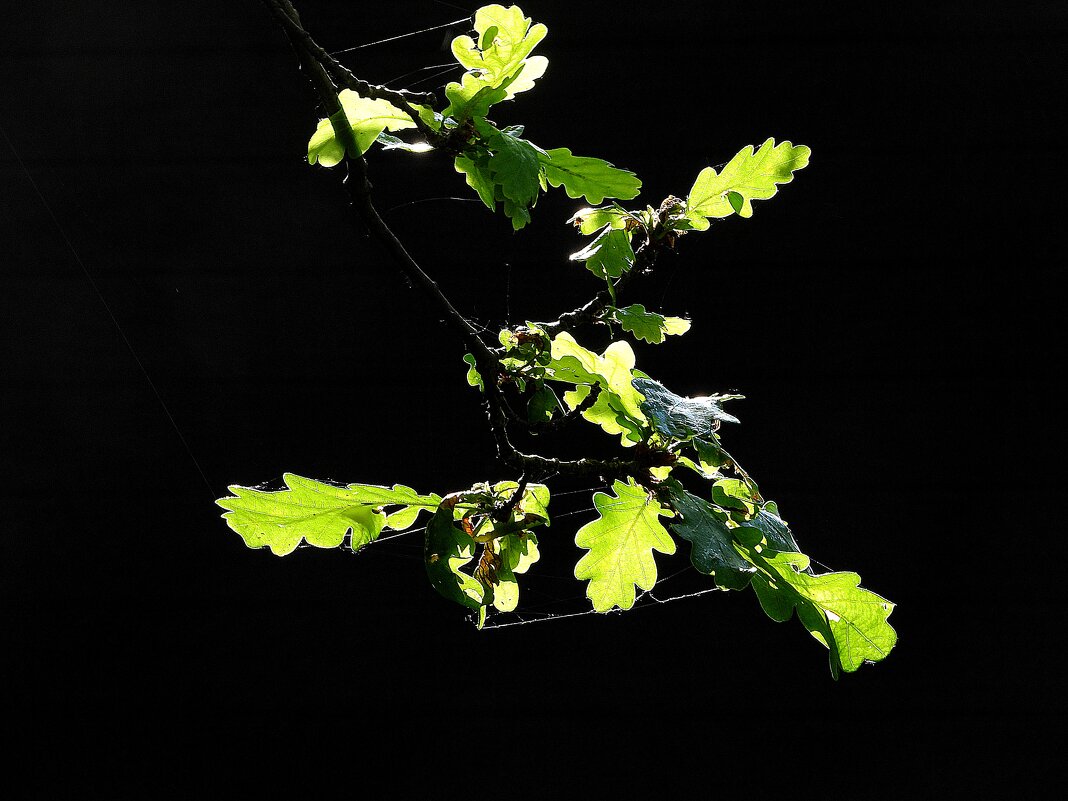 Свечение - Леонид leo