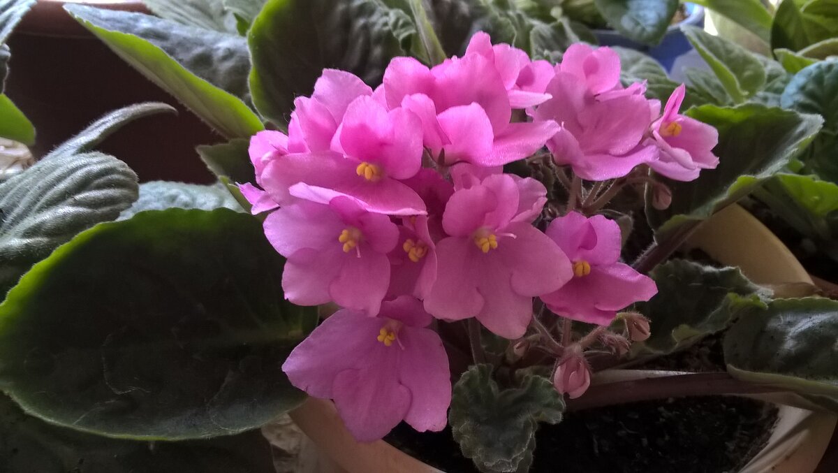 Моя фиалка - Елена Семигина