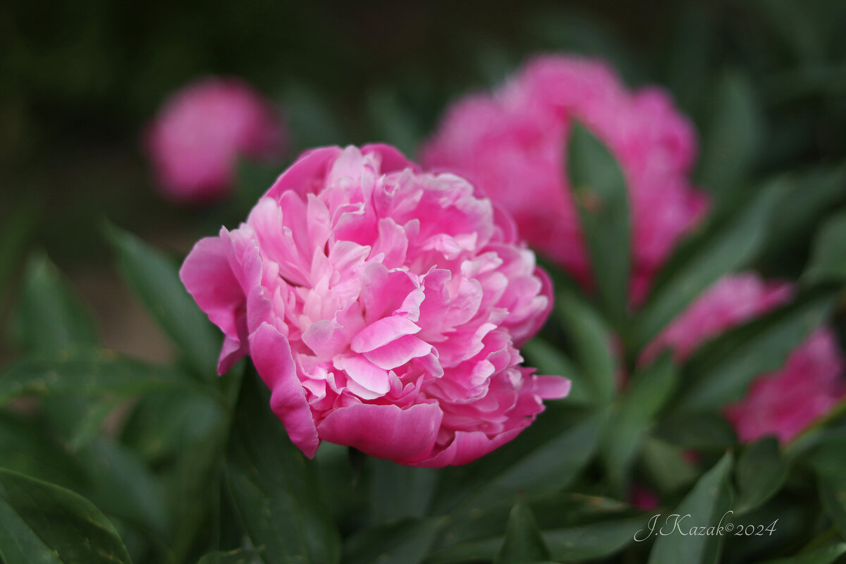 *** - Елена Kазак (selena1965)