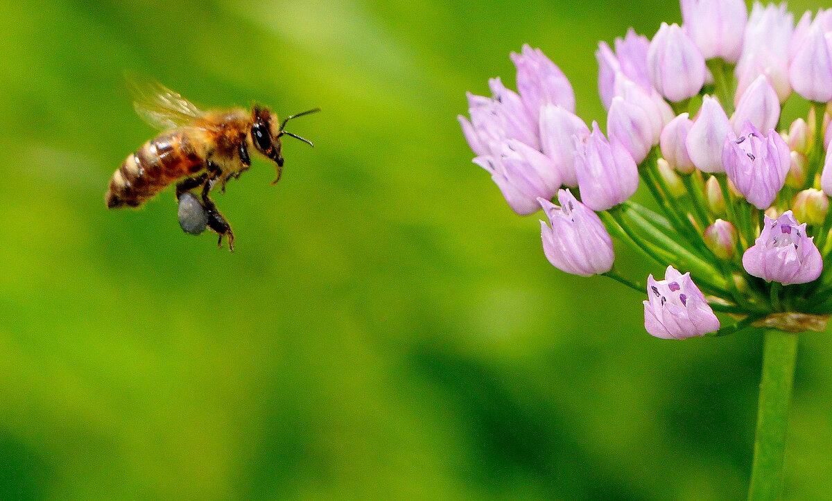 сегодня на лугу 2 - Александр Прокудин сегодня на лугу 2 - Александр Прокудин