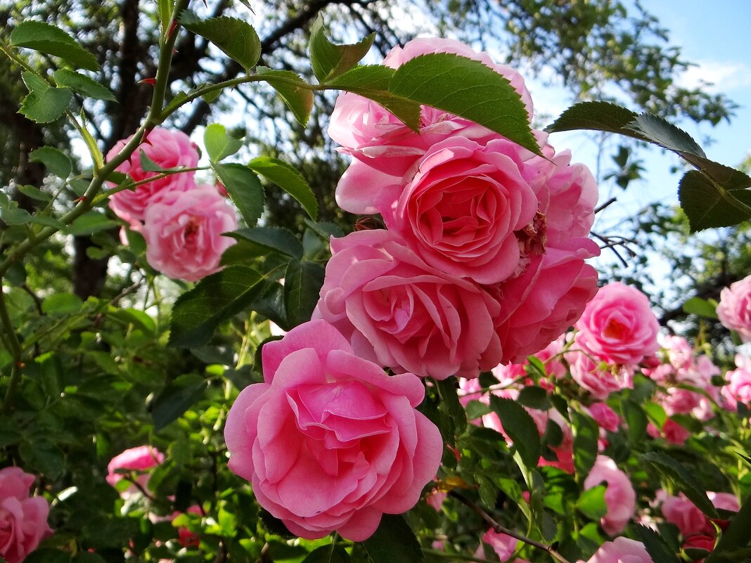 Плетистая роза - Антонина Гугаева