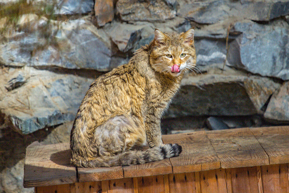 европейский кот - аркадий 