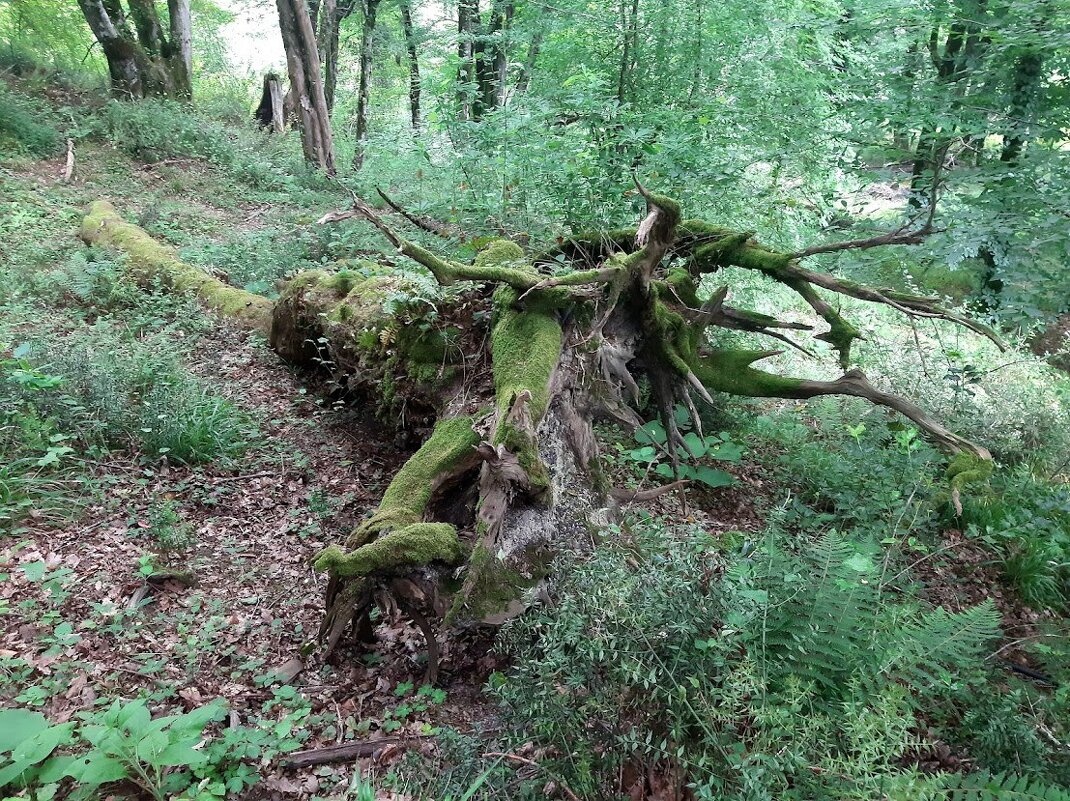 Берендеево царство - Tata Wolf