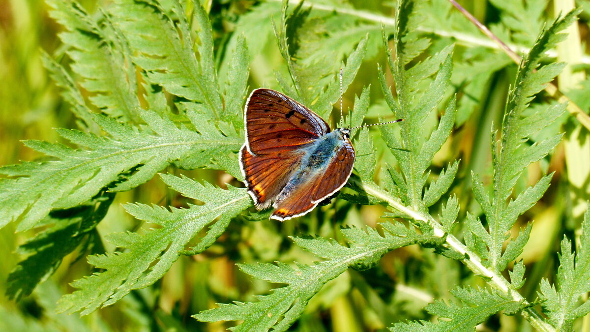 живность начала июня 21 - Александр Прокудин живность начала июня 21 - Александр Прокудин