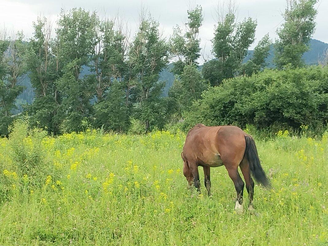 Ak Bulak. - Murat Bukaev 