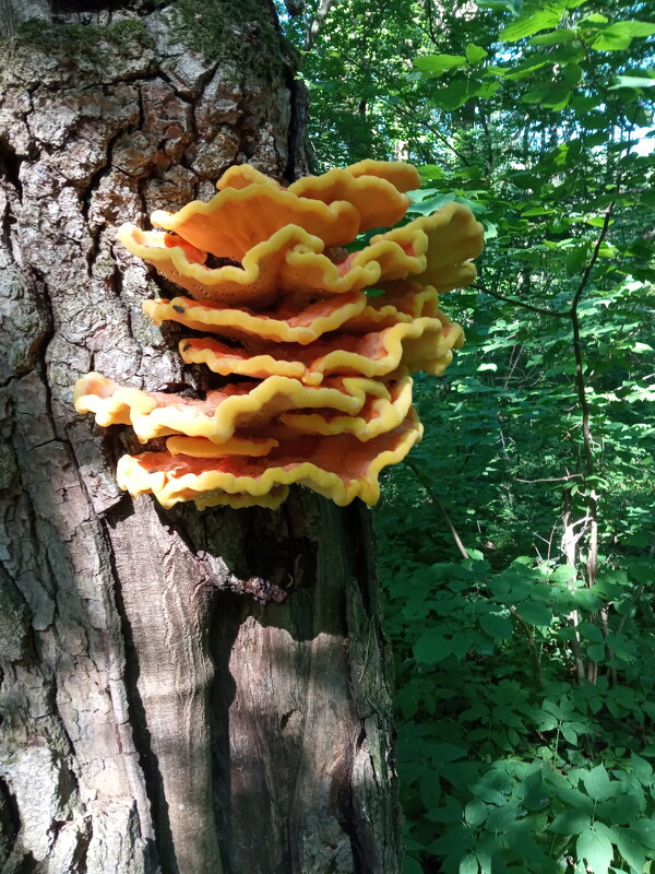 Куриный гриб: трутовик серно-жёлтый - ВЕРА (Vera)