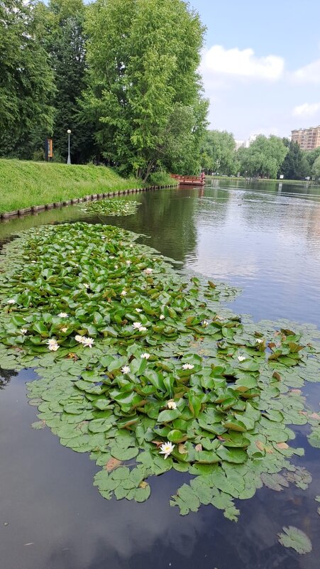 В парке - Ирэн 