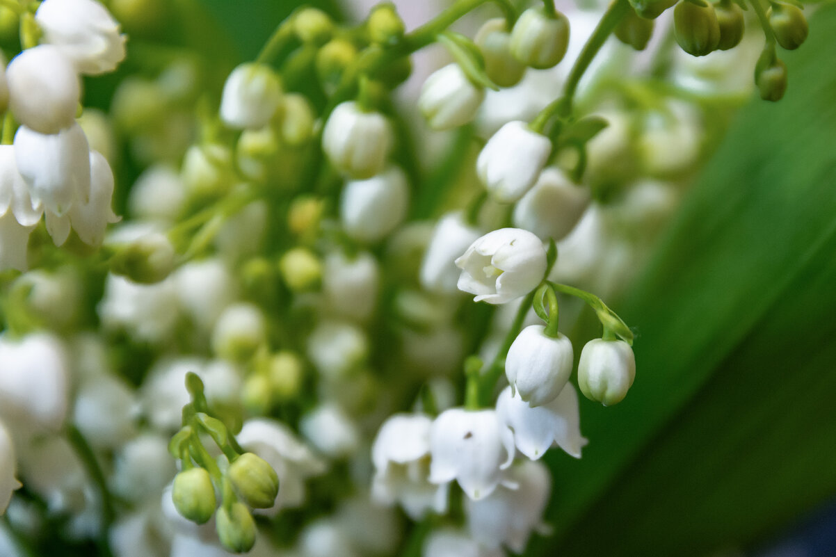 *** - Виктор Иванович Чернюк