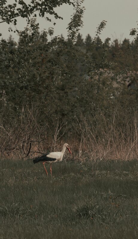 Деревня - Pavel Bamboleo