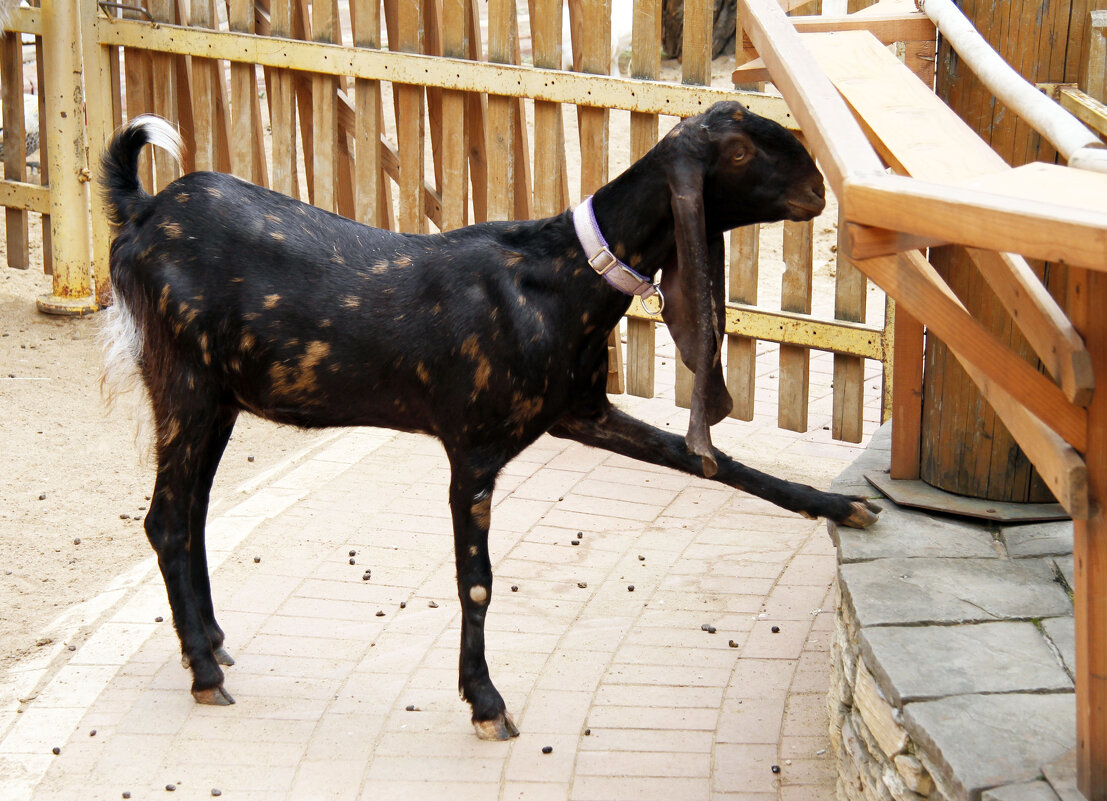 Маникюр понравился! - Евгений Шафер Маникюр понравился! - Евгений Шафер