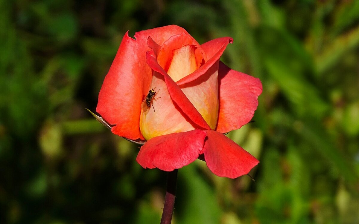 Городская роза. - Милешкин Владимир Алексеевич Городская роза. - Милешкин Владимир Алексеевич