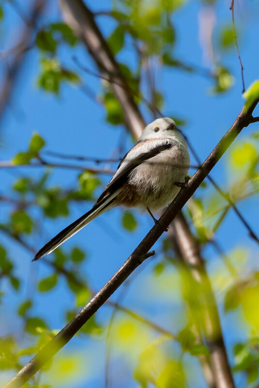 Ополовник - Владимир Лазарев Ополовник - Владимир Лазарев