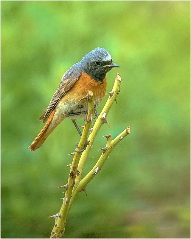 Обыкновенная, или садовая горихвостка (Phoenicurus phoenicurus) - Валентин Котляров