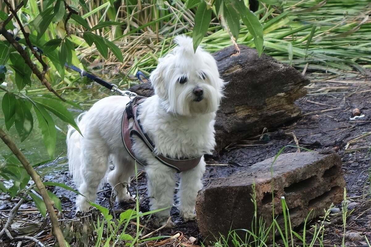 Братья наши меньшие - Рита Симонова Братья наши меньшие - Рита Симонова