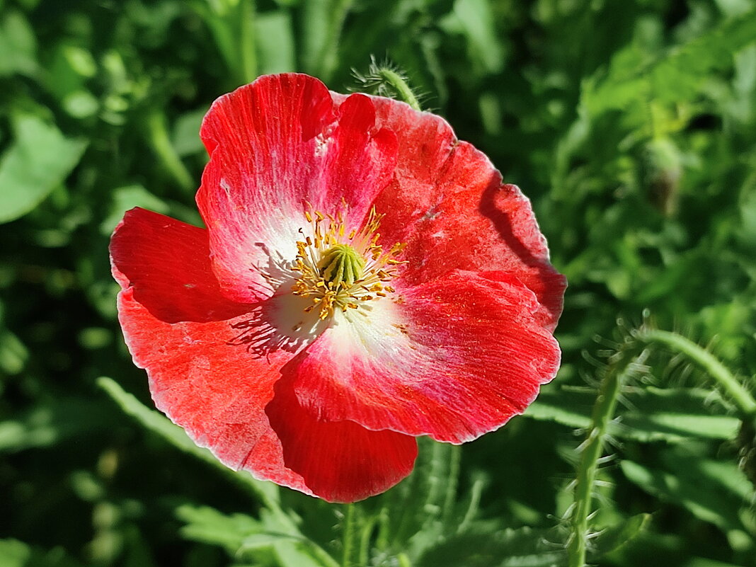 Мак - Валентина Богатко 