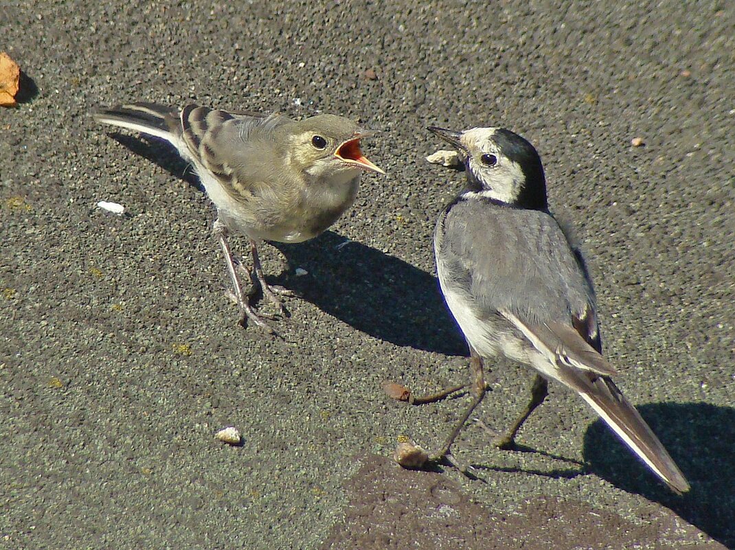 белая трясогузка. кормление слётка - gawrilа - dan белая трясогузка. кормление слётка - gawrilа - dan