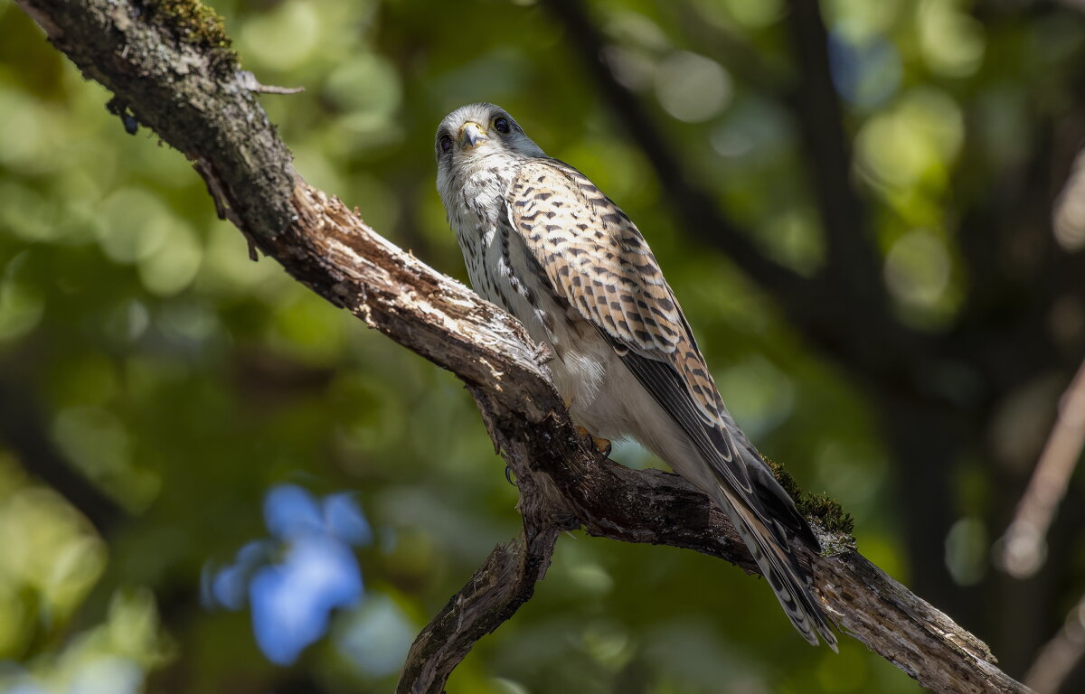 пустельга - юрий макаров пустельга - юрий макаров