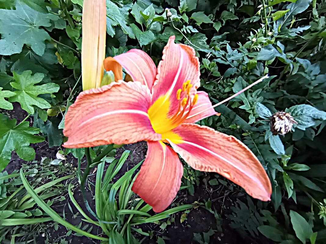 Лето. - Владимир Драгунский