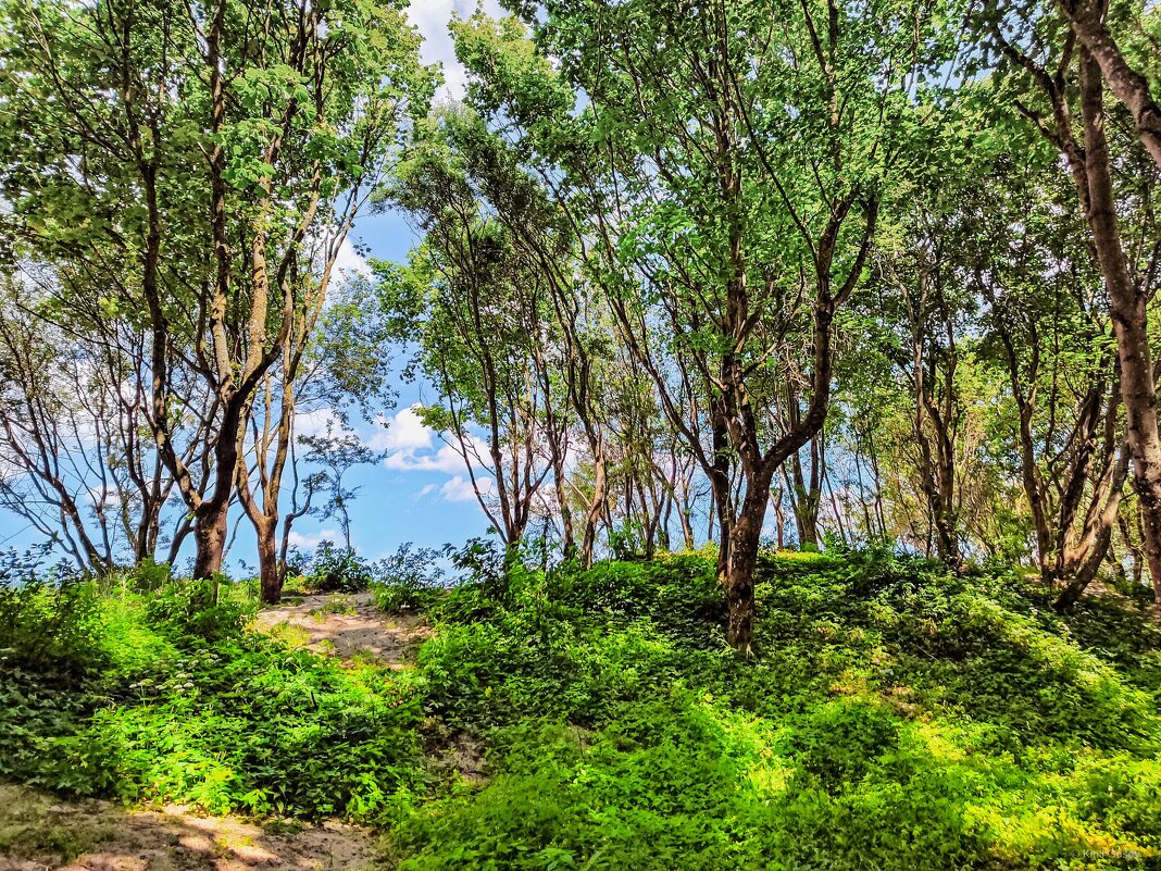 По дороге ... - Kirill 