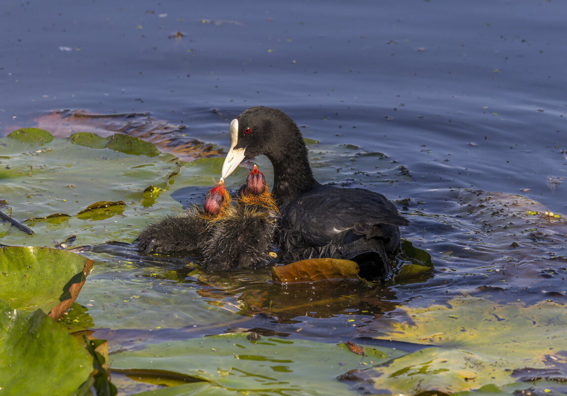 лысуха с птенцами - юрий макаров лысуха с птенцами - юрий макаров