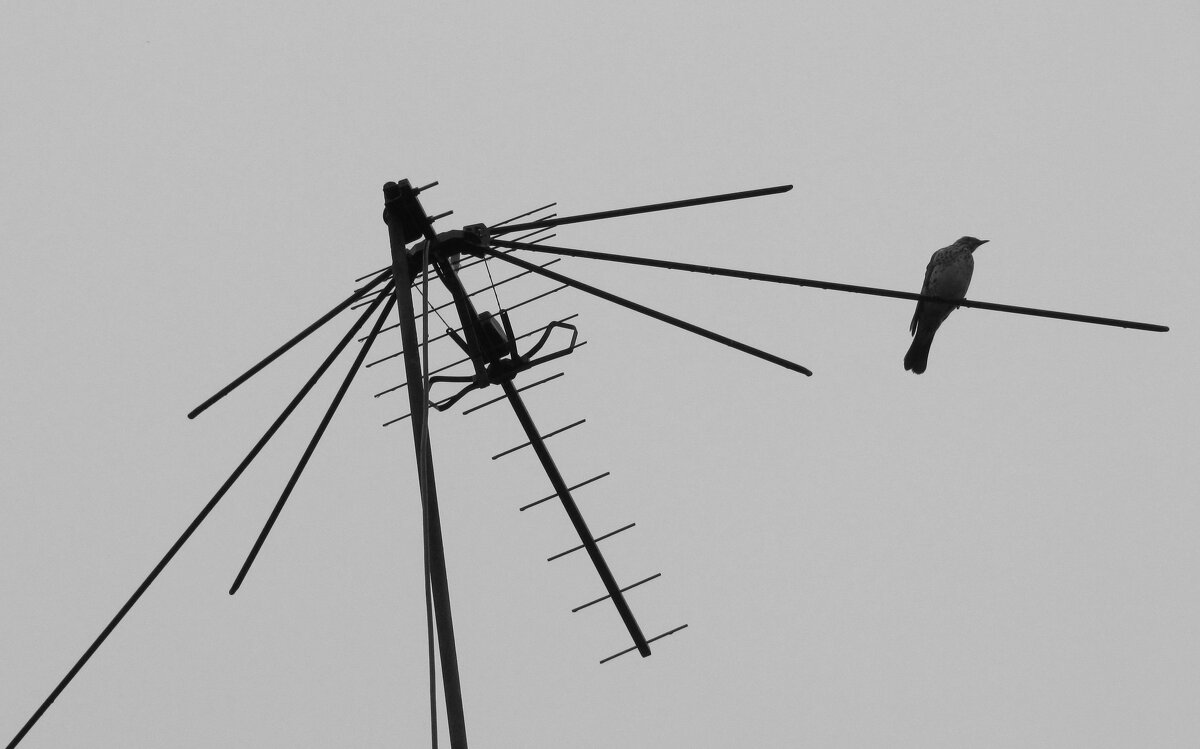 Антенных дел мастер - Наталья Герасимова Антенных дел мастер - Наталья Герасимова