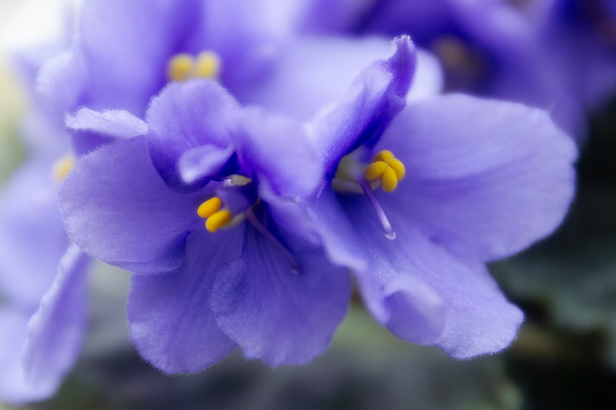 *** - Виктор Иванович Чернюк *** - Виктор Иванович Чернюк