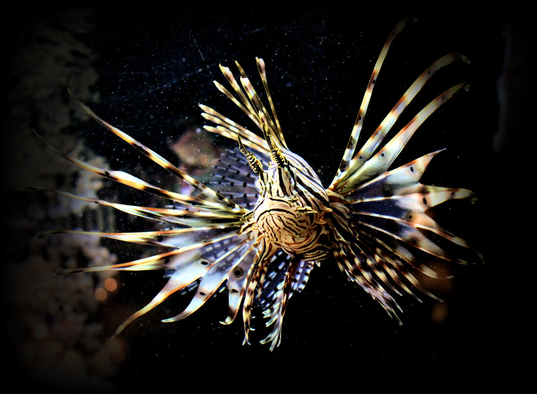 Опасная красота - Павел Fotoflash911 Никулочкин