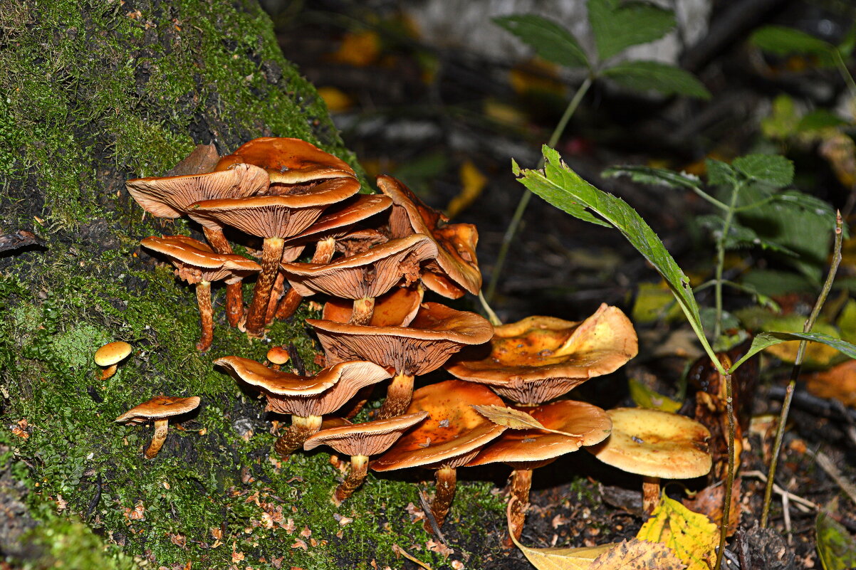 Поганочки - тоже грибы.... - Татьяна Лютаева