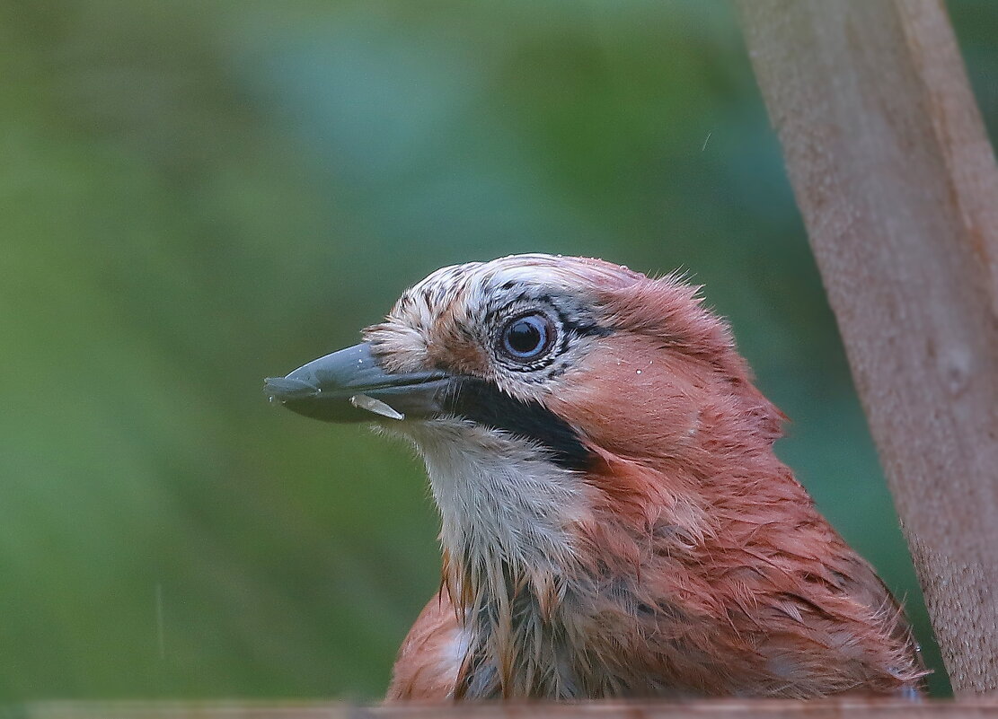 осень, дождь, возня в кормушке, - Andrey Bragin осень, дождь, возня в кормушке, - Andrey Bragin
