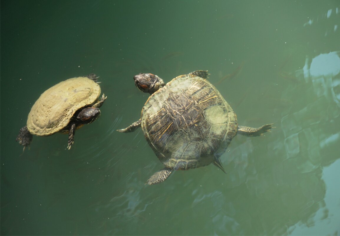Болтушки-черепашки - Наталия Григорьева