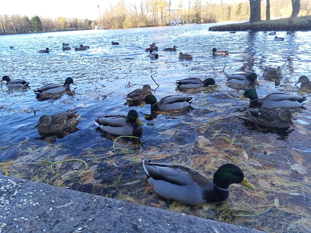 Утки - Сапсан 