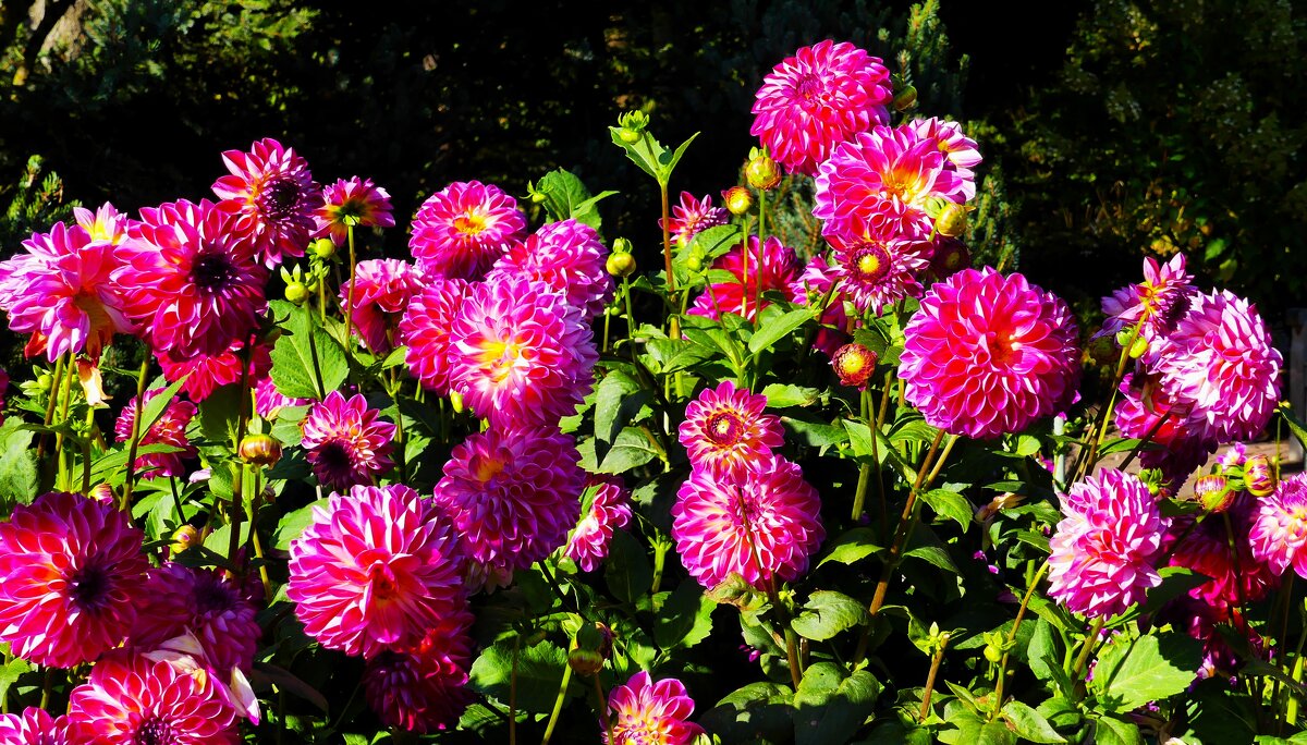 Краски осени(серия) - Владимир Манкер