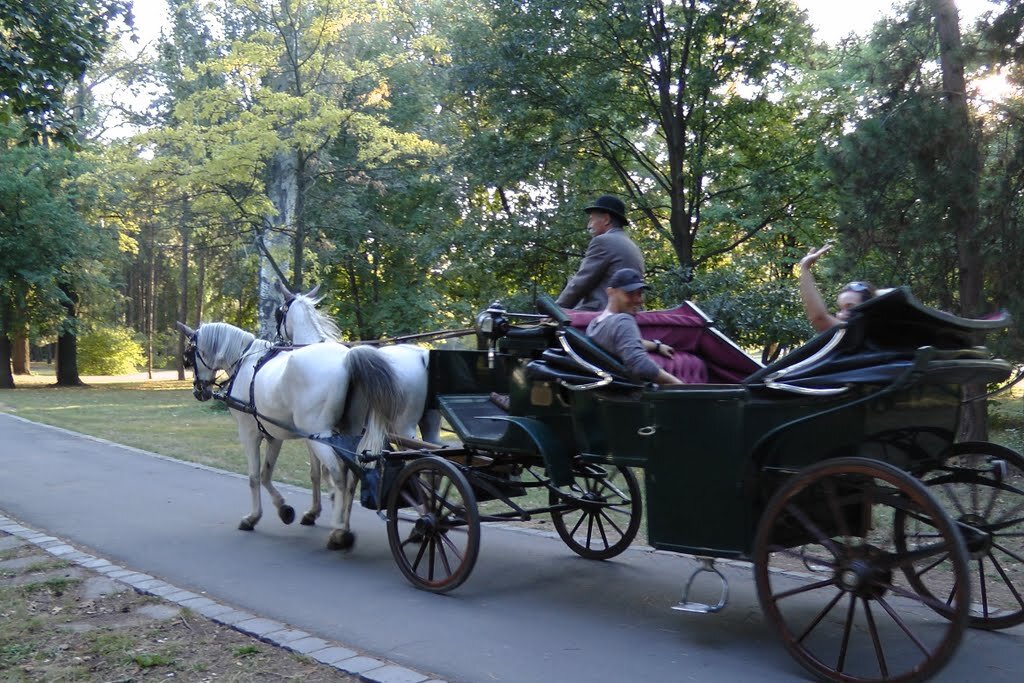 Экипаж белых лошадей с водителем - Светлана Хращевская