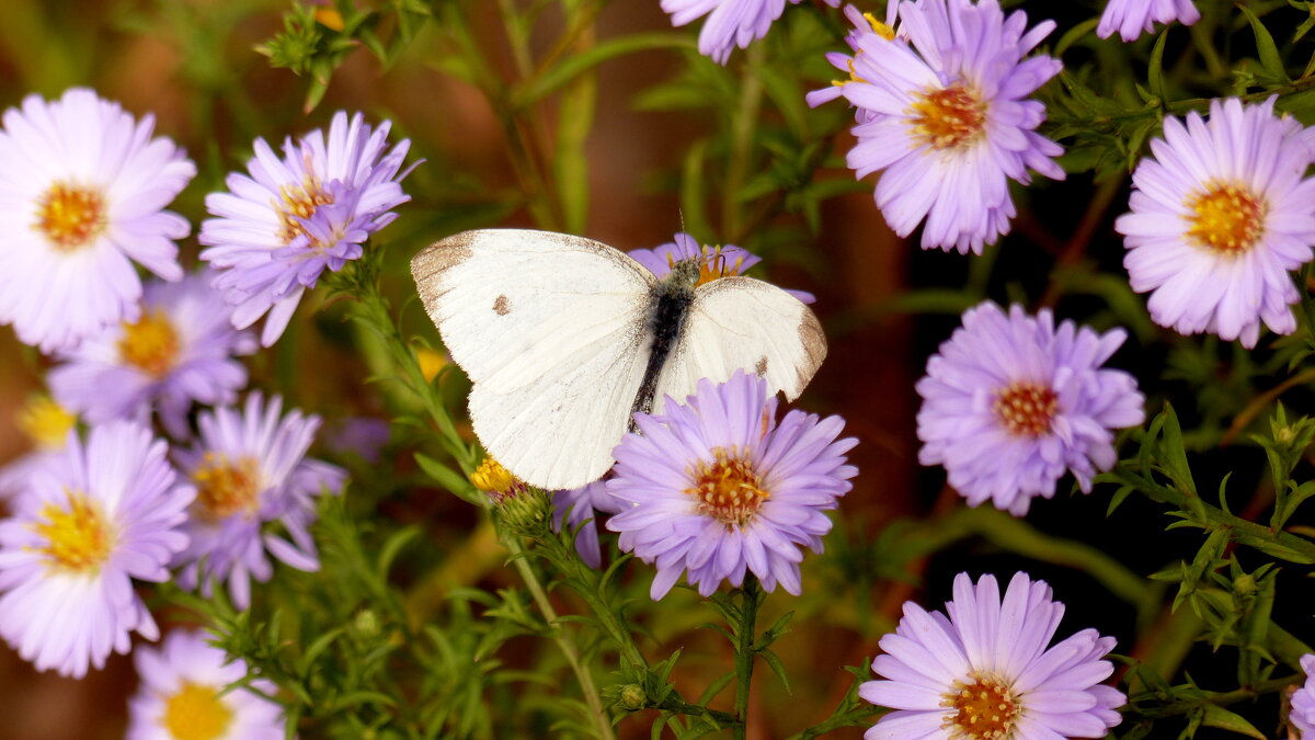 и снова бабочки 21 - Александр Прокудин