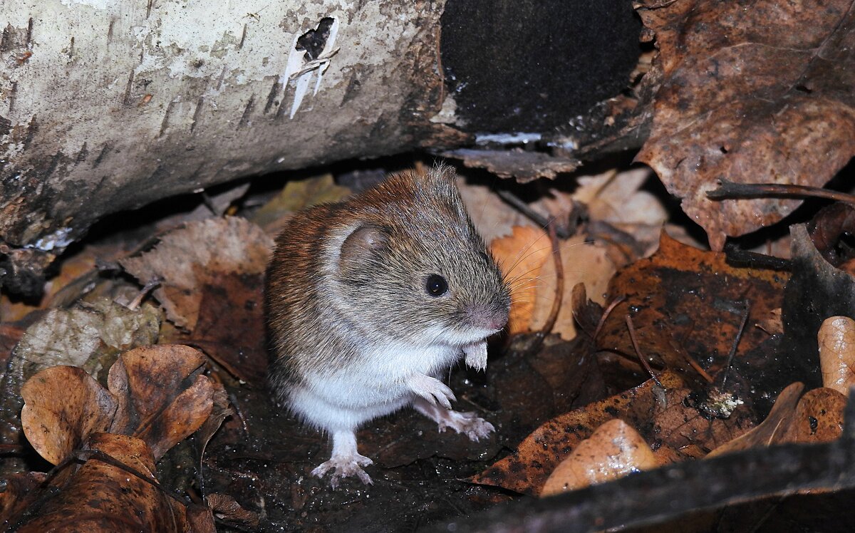 Рыжая полёвка - Лина Рыжая полёвка - Лина