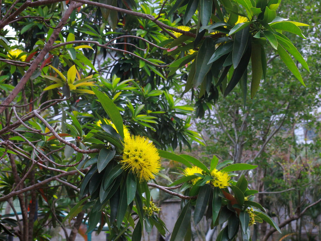 Желтые пушистики - Леонид 