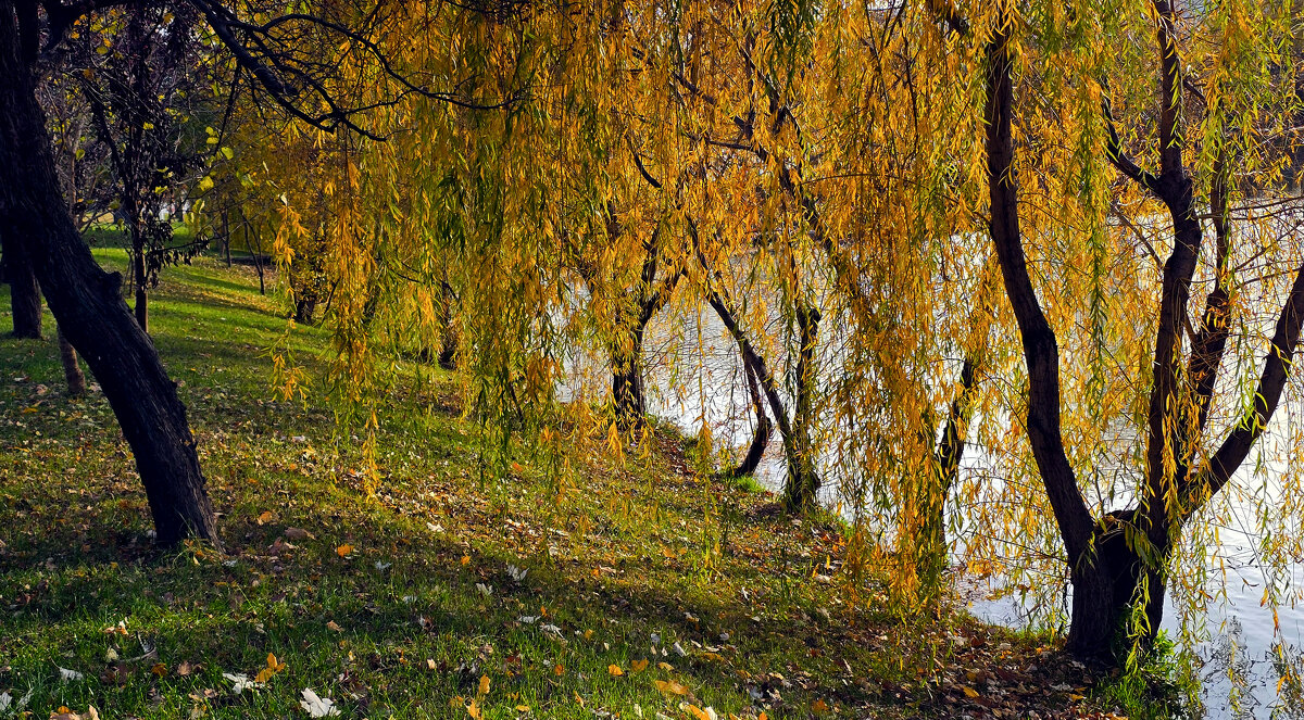 Жёлтая осень - Наталья (D.Nat@lia)