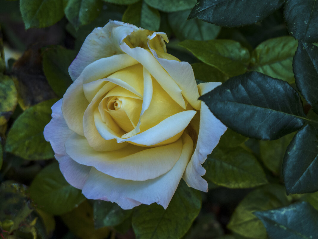 Жёлтая роза,Флорибунда - Валентин Семчишин