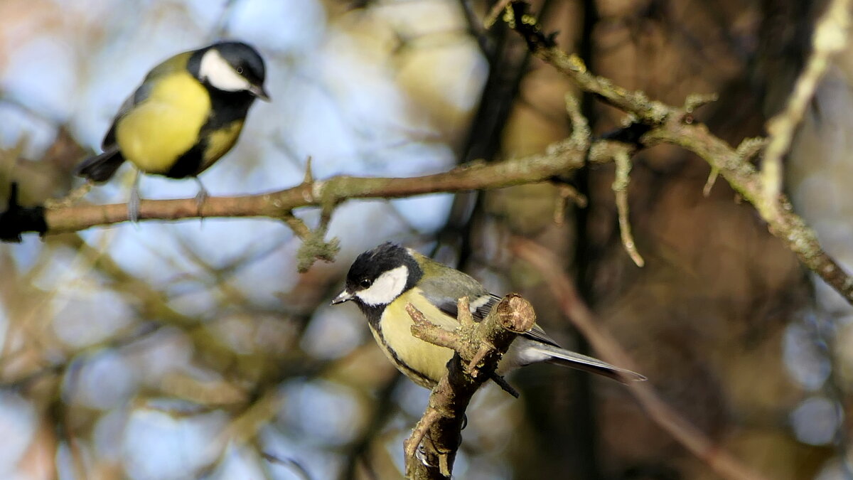 На этой странице сидела Синица. Со мною хотела она подружиться. - "The Natural World" Александер