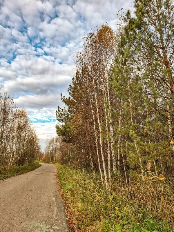 Дорога - Мария Демина