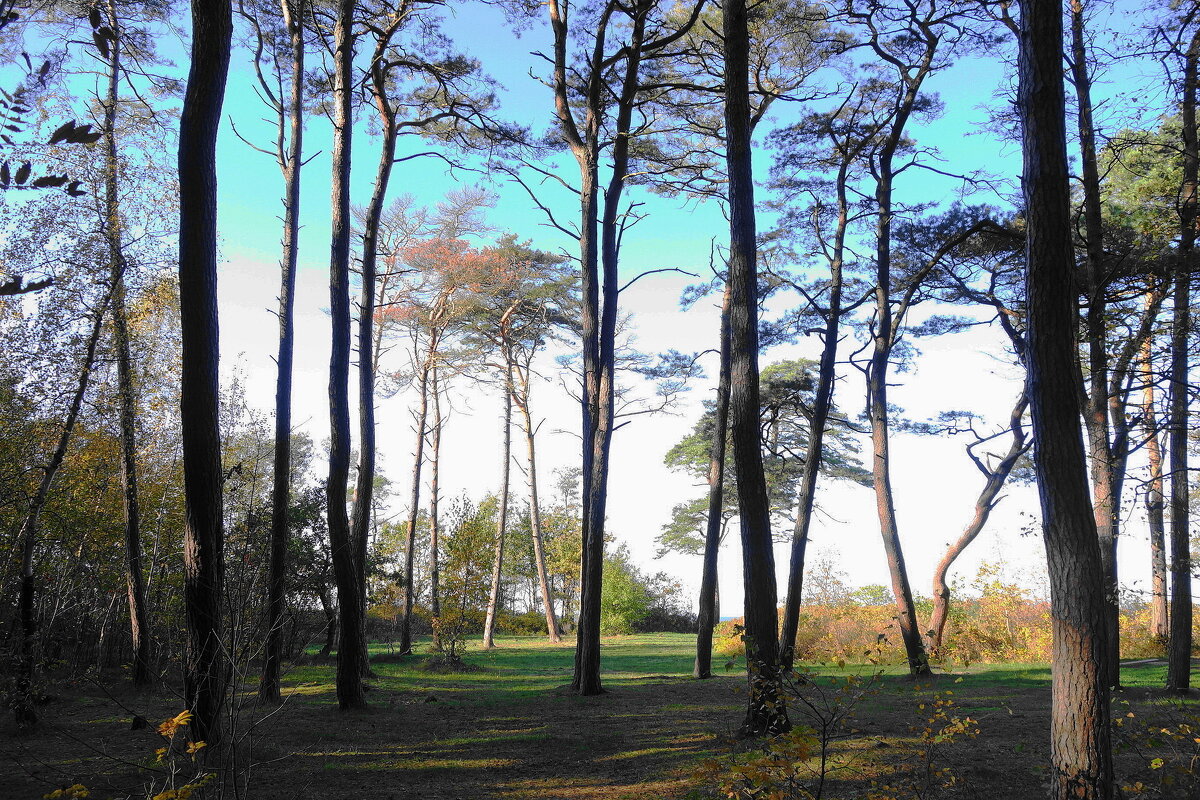 Побережье Балтийского моря, Калининградская область - Рита Симонова Побережье Балтийского моря, Калининградская область - Рита Симонова